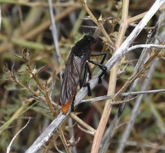 Archilestris magnificus