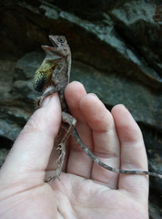 Otocryptis nigristigma