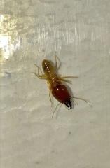 Macrotermes gilvus