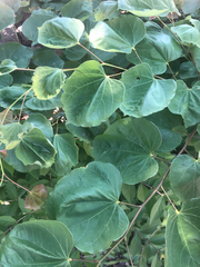 Cercis canadensis