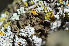 Melanohalea subolivacea