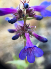 Penstemon pruinosus