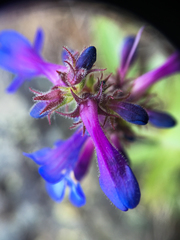 Penstemon pruinosus