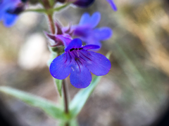 Penstemon pruinosus