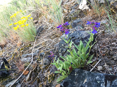 Penstemon pruinosus