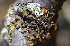 Melanohalea subolivacea