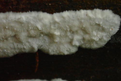 Representative image of Cystidiopostia