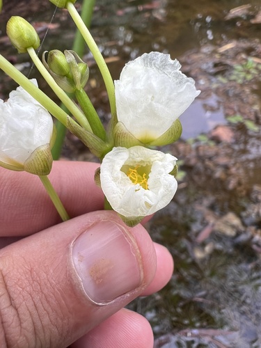 Image of Sagittaria calycina by (c) Nathan Aaron, some rights reserved (CC BY)
