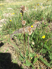 Micranthes rhomboidea