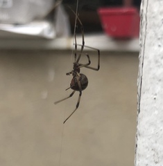 Latrodectus geometricus