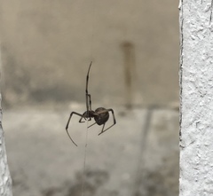 Latrodectus geometricus