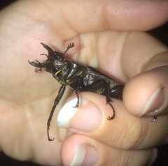 Lucanus placidus