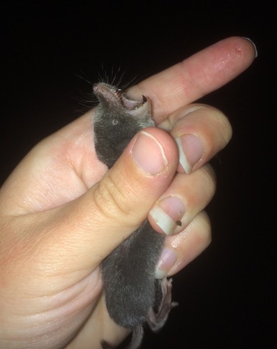 Northern Short-tailed Shrew, photo 3 of 8