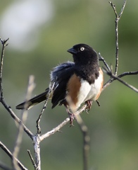 Pipilo erythrophthalmus alleni