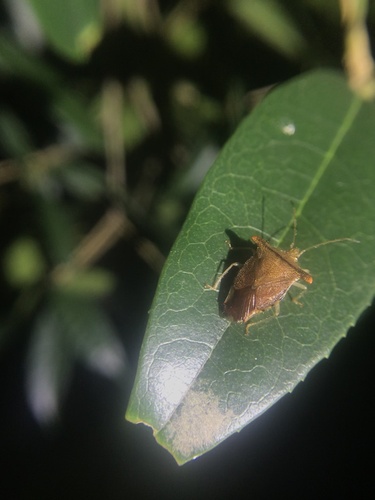 Elasmucha fengkainica