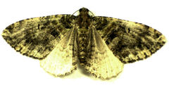 Austrocidaria similata