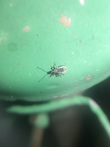 Asian Oak Weevil