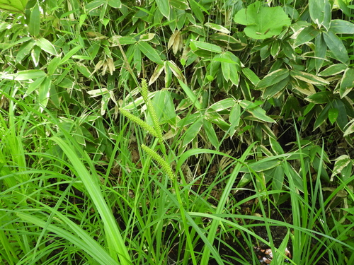 Carex middendorffii iNat (2)