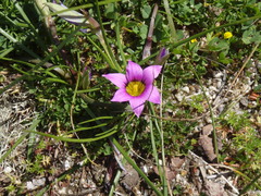 Romulea rosea australis