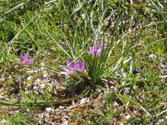 Romulea rosea australis