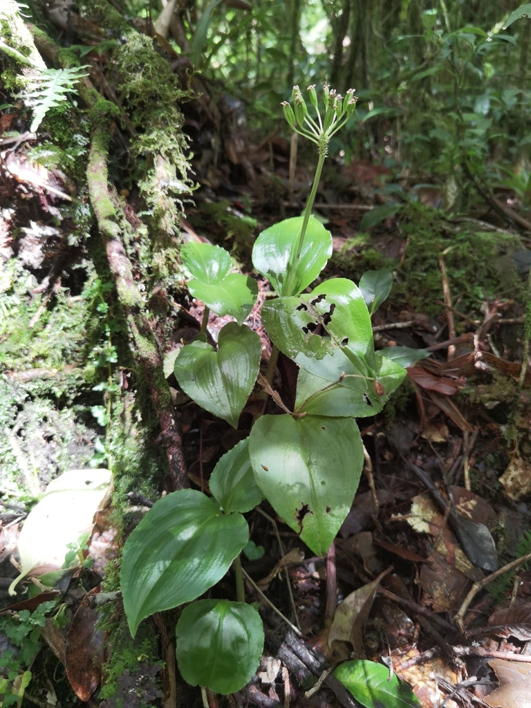 Malaxis lagotis