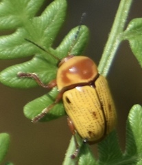 Cryptocephalus aulicus