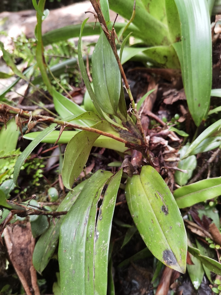 Maxillaria paleata