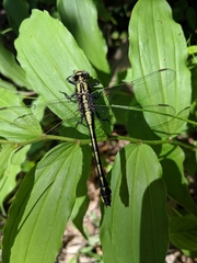 Gomphurus fraternus