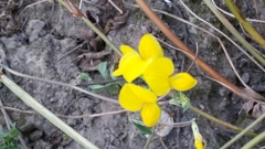Lotus corniculatus