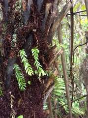 Tmesipteris sigmatifolia