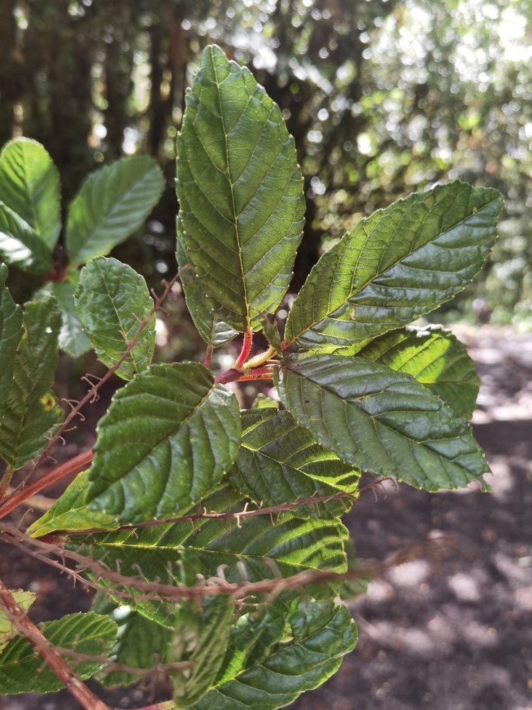Clethra formosa