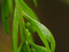 Tmesipteris sigmatifolia