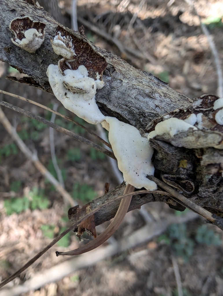 Byssomerulius sp. 'TAC453'