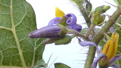 Solanum palinacanthum