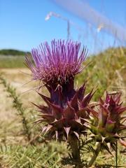 Cynara