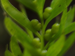 Tmesipteris sigmatifolia
