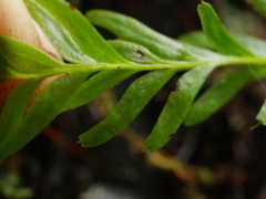 Tmesipteris sigmatifolia