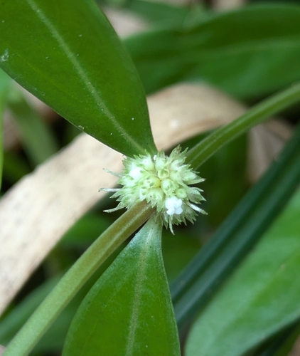 Spermacoce prostrata iNat (1)