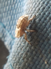 Lembodes solitarius