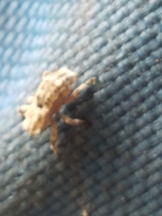 Lembodes solitarius