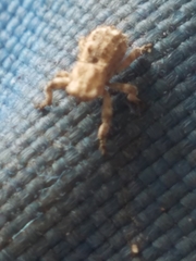 Lembodes solitarius