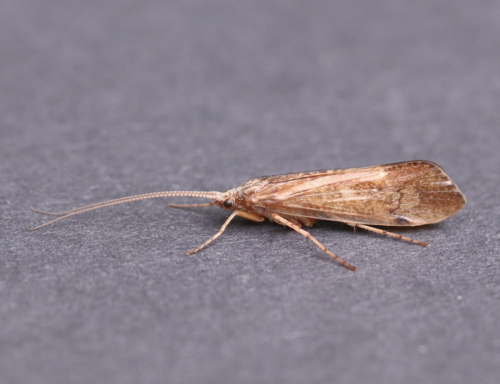 Limnephilus sublunatus