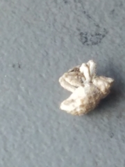 Lembodes solitarius