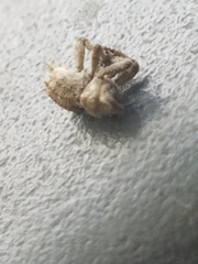 Lembodes solitarius
