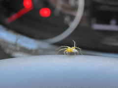 Oxyopes lineatus