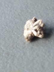 Lembodes solitarius