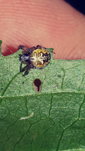 Photo of Labyrinth Orbweaver (Metepeira labyrinthea)