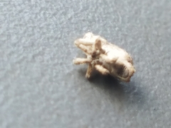 Lembodes solitarius