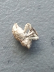 Lembodes solitarius