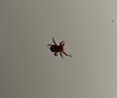 Dermacentor occidentalis